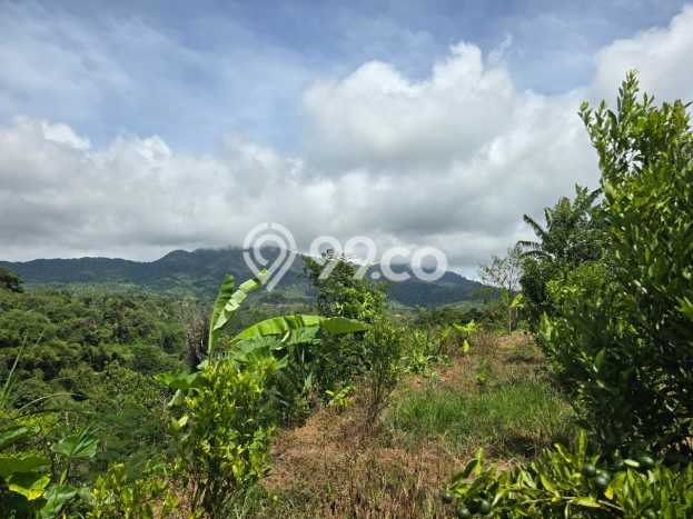 Tanah Dijual Lokasi Petang Badung SHM Tanah Dijual Lokasi Petang Badung SHM
