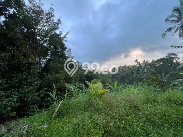 Tanah Kavling di Penebel Dijual dengan Luas 2500m2 Tanah Kavling di Penebel Dijual dengan Luas 2500m2