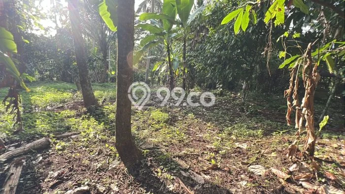 Kavling Tanah untuk Dijual di Bantas, Tabanan, Luas 5000m2 Kavling Tanah untuk Dijual di Bantas, Tabanan, Luas 5000m2
