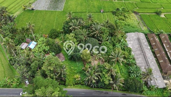 Tanah Kavling Dijual di Tabanan dengan Spesifikasi 1000m2 Tanah Kavling Dijual di Tabanan dengan Spesifikasi 1000m2