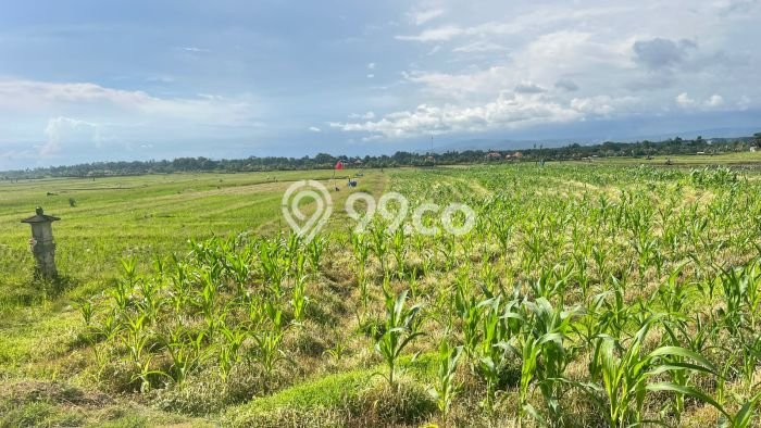 Tanah Dijual di Tabanan Seluas 550m2 Strategis Tanah Dijual di Tabanan Seluas 550m2 Strategis