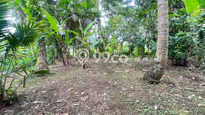 Tanah Kavling Dijual di Tabanan dengan Spesifikasi 1000m2 Tanah Kavling Dijual di Tabanan dengan Spesifikasi 1000m2