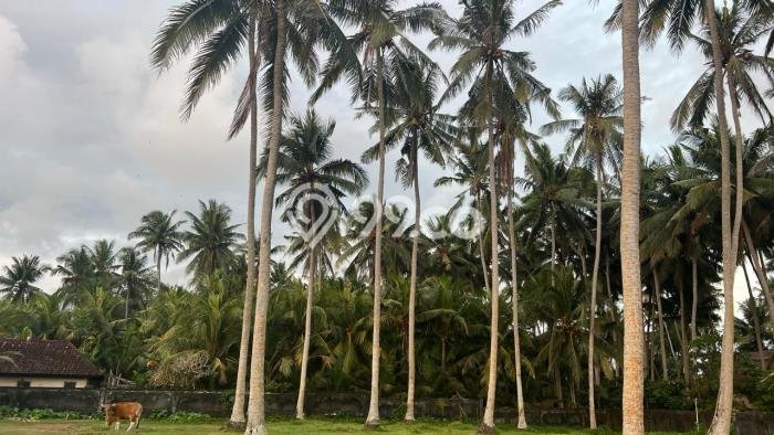 Lahan Investasi Lokasi Kerambitan Tabanan SHM Lahan Investasi Lokasi Kerambitan Tabanan SHM