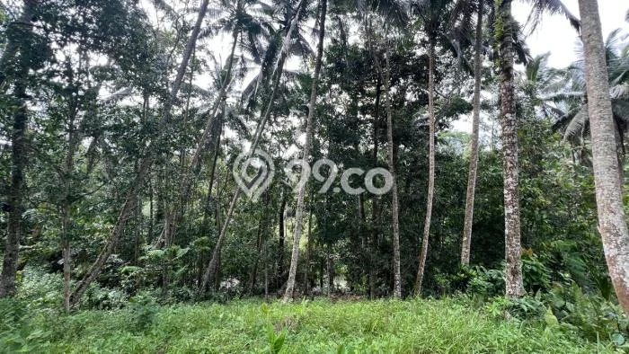 Lahan Dijual Lokasi Jegu, Tabanan dengan Luas Tanah 3800m2 dan Status SHM Lahan Dijual Lokasi Jegu, Tabanan dengan Luas Tanah 3800m2 dan Status SHM