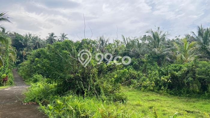 Tanah Dijual Lokasi Selemadeg, Tabanan dengan Luas Tanah 3000m2 dan Status SHM Tanah Dijual Lokasi Selemadeg, Tabanan dengan Luas Tanah 3000m2 dan Status SHM