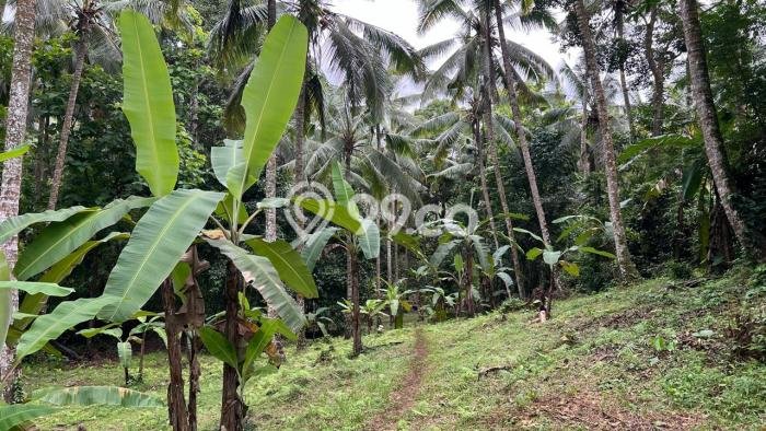Kavling Tanah di Tabanan Dijual Luas 5000m2 Legalitas SHM Kavling Tanah di Tabanan Dijual Luas 5000m2 Legalitas SHM