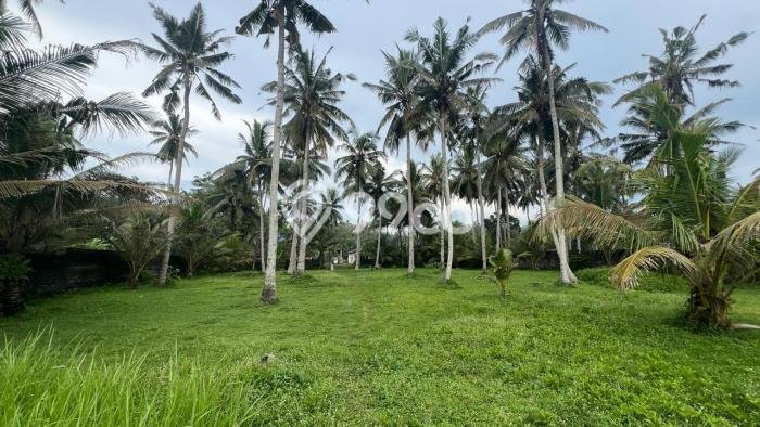 Tanah Dijual Lokasi Negara Jembrana SHM Tanah Dijual Lokasi Negara Jembrana SHM
