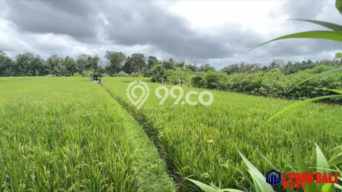 Kavling Tanah di Penebel Dijual Luas 500m2 Legalitas SHM Kavling Tanah di Penebel Dijual Luas 500m2 Legalitas SHM