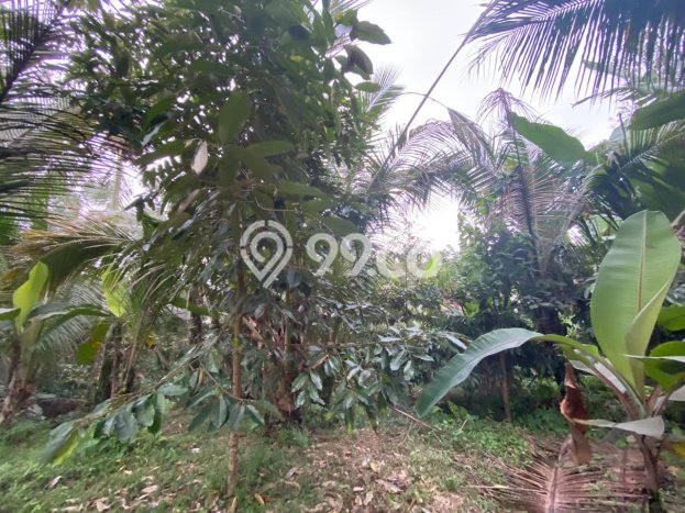 Tanah Dijual Lokasi Selemadeg, Tabanan dengan Luas Tanah 4300m2 dan Status SHM Tanah Dijual Lokasi Selemadeg, Tabanan dengan Luas Tanah 4300m2 dan Status SHM