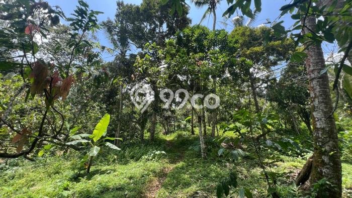 Lahan Dijual Lokasi Selemadeg, Tabanan dengan Luas Tanah 14000m2 dan Status SHM Lahan Dijual Lokasi Selemadeg, Tabanan dengan Luas Tanah 14000m2 dan Status SHM