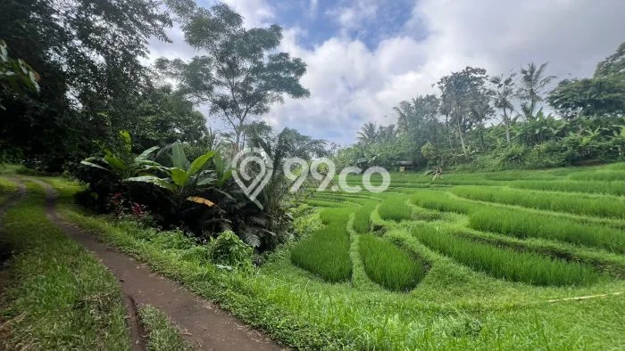Untuk Dijual Tanah 10600m2 di Dalang, Tabanan Untuk Dijual Tanah 10600m2 di Dalang, Tabanan