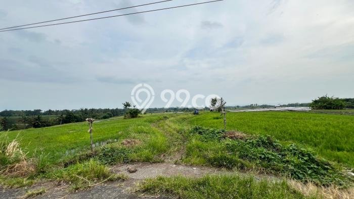 Tanah Kosong Dijual di Tabanan dengan Area 1250m2 Tanah Kosong Dijual di Tabanan dengan Area 1250m2