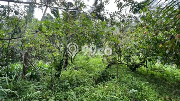 Lahan Dijual Lokasi Jegu, Tabanan dengan Luas Tanah 3800m2 dan Status SHM Lahan Dijual Lokasi Jegu, Tabanan dengan Luas Tanah 3800m2 dan Status SHM