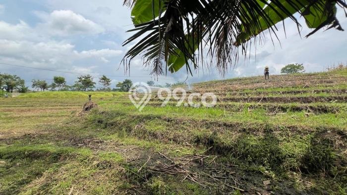 Tanah Investasi Dijual di Tabanan Punya Luas 1350m2 Tanah Investasi Dijual di Tabanan Punya Luas 1350m2