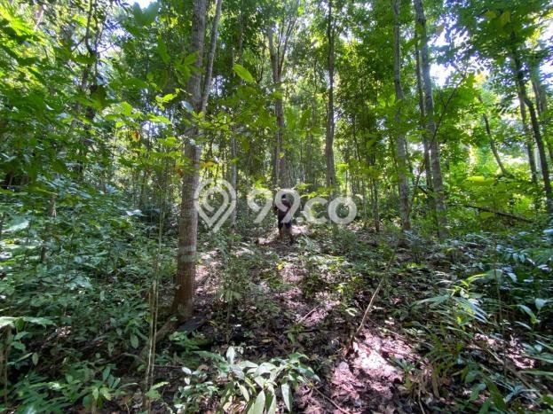 Tanah Dijual Lokasi Selemadeg, Tabanan Luas 3300m2 Legalitas Aman Tanah Dijual Lokasi Selemadeg, Tabanan Luas 3300m2 Legalitas Aman