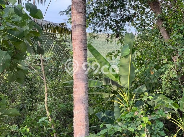 Tanah di Selemadeg, Tabanan Luas 850m2 Dijual Segera Tanah di Selemadeg, Tabanan Luas 850m2 Dijual Segera