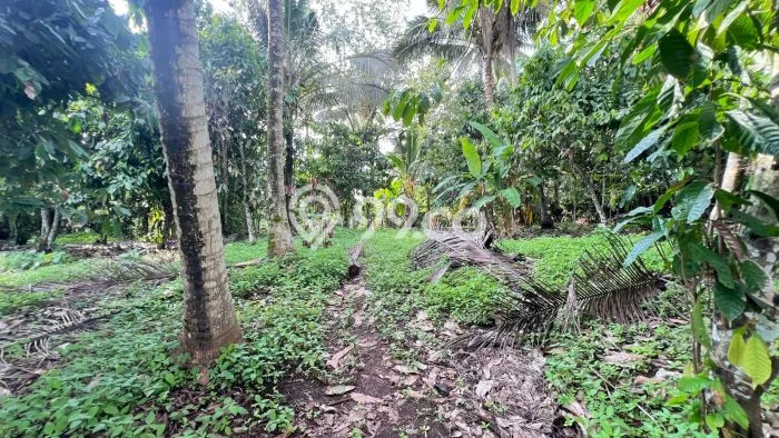 Kavling Tanah untuk Dijual di Bantas, Tabanan, Luas 5000m2 Kavling Tanah untuk Dijual di Bantas, Tabanan, Luas 5000m2