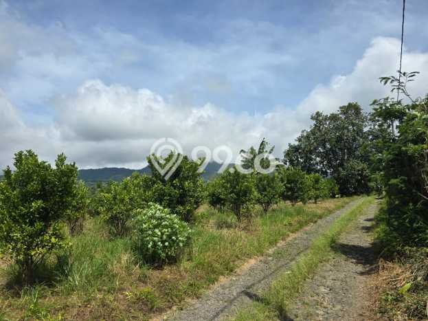 Tanah Dijual Lokasi Petang Badung SHM Tanah Dijual Lokasi Petang Badung SHM