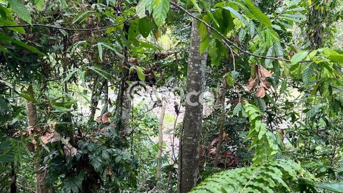 Lahan Dijual Lokasi Jegu, Tabanan dengan Luas Tanah 3800m2 dan Status SHM Lahan Dijual Lokasi Jegu, Tabanan dengan Luas Tanah 3800m2 dan Status SHM