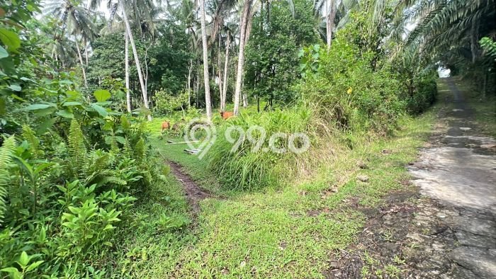 Tanah Kavling Dijual di Bantas, Tabanan dengan Luas Tanah 7100m2 Tanah Kavling Dijual di Bantas, Tabanan dengan Luas Tanah 7100m2