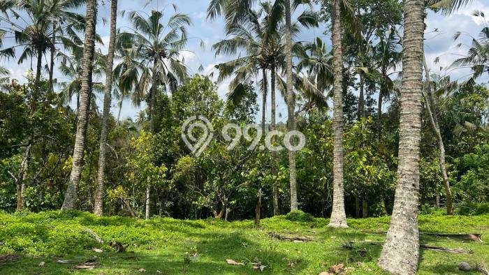 Dijual Tanah di Tabanan Tabanan Luas 16100m2 SHM Dijual Tanah di Tabanan Tabanan Luas 16100m2 SHM