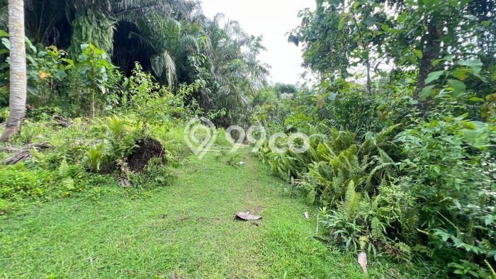 Tanah Kavling Dijual di Bantas, Tabanan dengan Luas Tanah 7100m2 Tanah Kavling Dijual di Bantas, Tabanan dengan Luas Tanah 7100m2