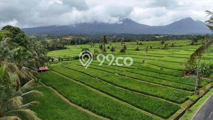 Kavling Tanah di Penebel Dijual Luas 500m2 Legalitas SHM Kavling Tanah di Penebel Dijual Luas 500m2 Legalitas SHM