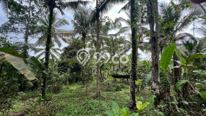 Lahan untuk Dijual Lokasi Penebel, Tabanan Luas 4500m2 SHM Lahan untuk Dijual Lokasi Penebel, Tabanan Luas 4500m2 SHM