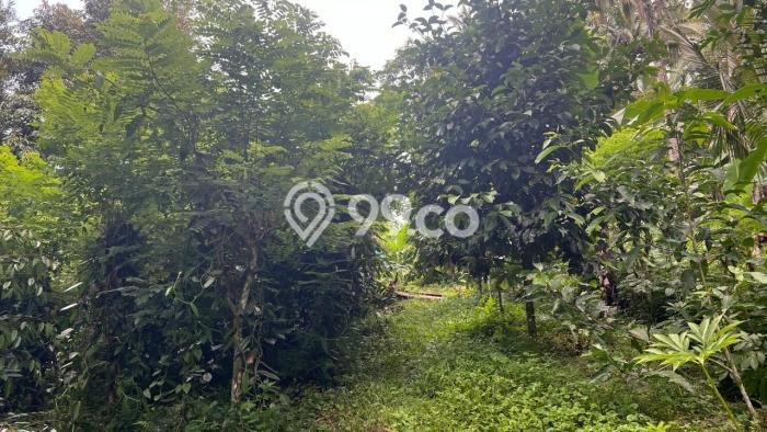Dijual Tanah di Tabanan, Luas 1900m2 SHM Dijual Tanah di Tabanan, Luas 1900m2 SHM
