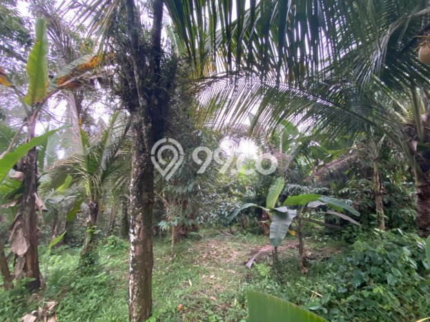Tanah Dijual Lokasi Selemadeg, Tabanan dengan Luas Tanah 4300m2 dan Status SHM Tanah Dijual Lokasi Selemadeg, Tabanan dengan Luas Tanah 4300m2 dan Status SHM
