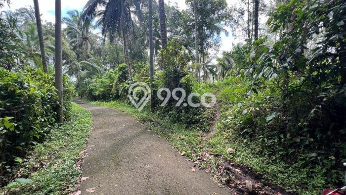 Untuk Dijual Tanah di Tabanan, Luas 6000m2 SHM Untuk Dijual Tanah di Tabanan, Luas 6000m2 SHM