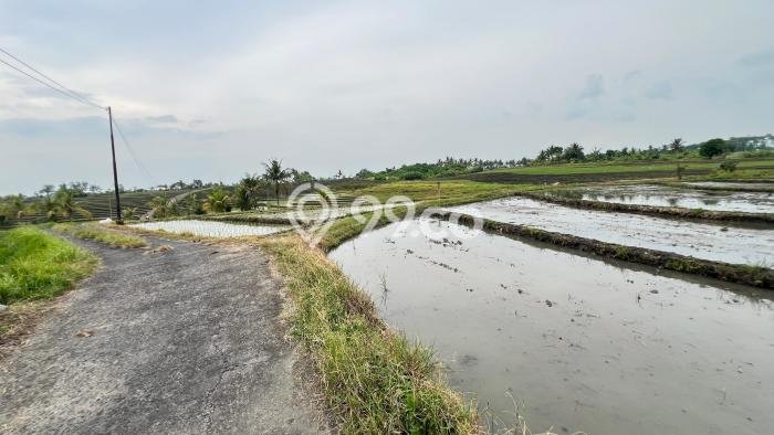 Tanah Kosong Dijual di Tabanan dengan Area 1250m2 Tanah Kosong Dijual di Tabanan dengan Area 1250m2