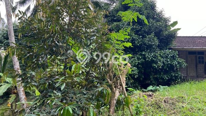 Kavling Tanah di Tabanan Dijual Luas 5000m2 Legalitas SHM Kavling Tanah di Tabanan Dijual Luas 5000m2 Legalitas SHM