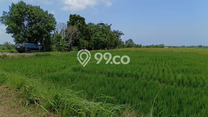 Kavling Tanah di Kerambitan Dijual Luas 4000m2 Legalitas SHM Kavling Tanah di Kerambitan Dijual Luas 4000m2 Legalitas SHM