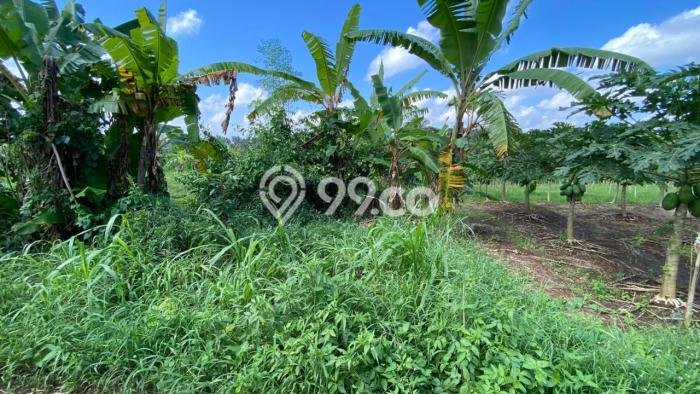 Tanah untuk Dijual di Selemadeg Tabanan Luas 600m2 Tanah untuk Dijual di Selemadeg Tabanan Luas 600m2
