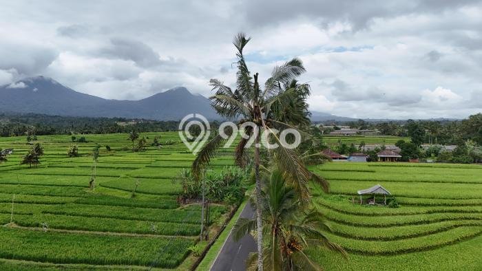 Tanah Kavling Dijual di Tabanan dengan Spesifikasi 1000m2 Tanah Kavling Dijual di Tabanan dengan Spesifikasi 1000m2