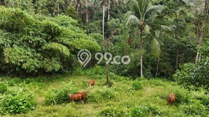 Tanah untuk Dijual Lokasi Selemadeg, Tabanan Luas 14250m2 SHM Tanah untuk Dijual Lokasi Selemadeg, Tabanan Luas 14250m2 SHM