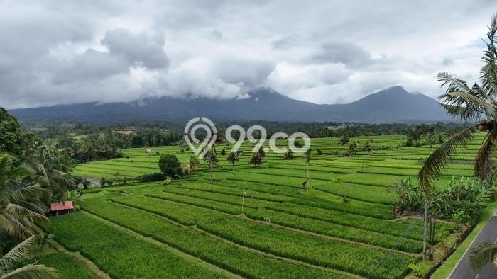Tanah Kavling Dijual di Tabanan dengan Spesifikasi 1000m2 Tanah Kavling Dijual di Tabanan dengan Spesifikasi 1000m2