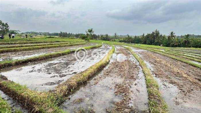 Tanah Kosong Dijual di Tabanan dengan Area 1250m2 Tanah Kosong Dijual di Tabanan dengan Area 1250m2