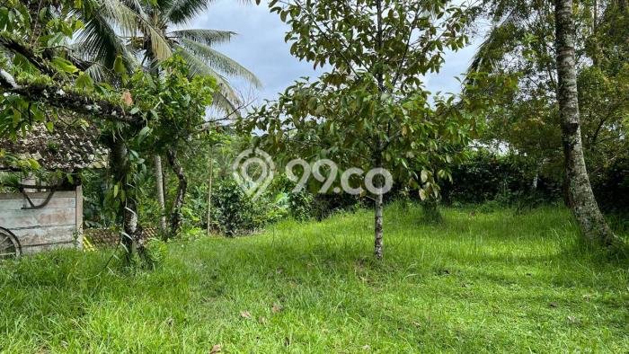 Lahan untuk Dijual di Tabanan Tabanan Luas 3000m2 Lahan untuk Dijual di Tabanan Tabanan Luas 3000m2