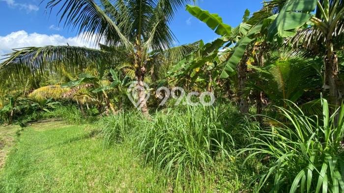 Tanah untuk Dijual di Selemadeg Tabanan Luas 600m2 Tanah untuk Dijual di Selemadeg Tabanan Luas 600m2