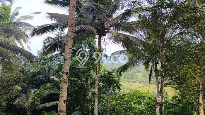 Tanah Dijual Lokasi Selemadeg, Tabanan Luas 2700m2 Legalitas Aman Tanah Dijual Lokasi Selemadeg, Tabanan Luas 2700m2 Legalitas Aman