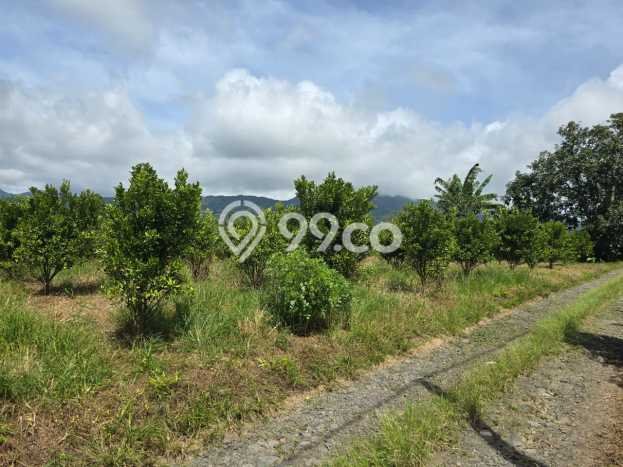 Tanah Dijual Lokasi Petang Badung SHM Tanah Dijual Lokasi Petang Badung SHM