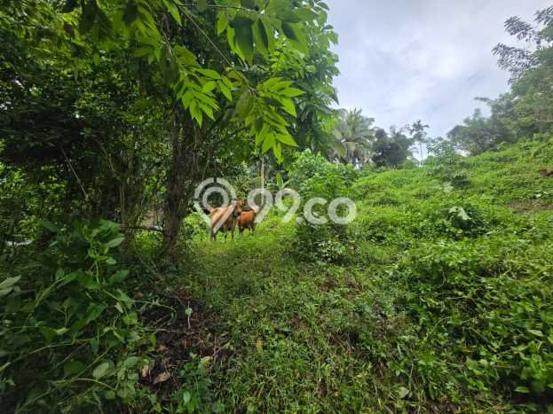 Kavling Tanah di Selemadeg Dijual Luas 1170m2 Legalitas SHM Kavling Tanah di Selemadeg Dijual Luas 1170m2 Legalitas SHM