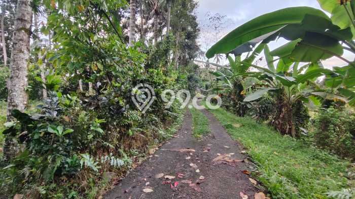 Lahan Kosong Dijual di Tabanan dengan Area 3770m2 Lahan Kosong Dijual di Tabanan dengan Area 3770m2