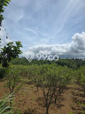 Tanah Dijual Lokasi Petang Badung SHM Tanah Dijual Lokasi Petang Badung SHM