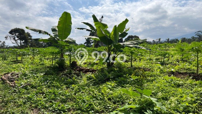 Lahan Kosong Dijual di Tabanan dengan Area 4900m2 Lahan Kosong Dijual di Tabanan dengan Area 4900m2