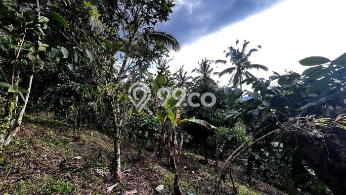 Tanah Dijual Lokasi Pupuan Tabanan SHM Tanah Dijual Lokasi Pupuan Tabanan SHM