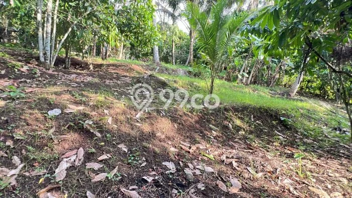 Kavling Tanah untuk Dijual di Bantas, Tabanan, Luas 5000m2 Kavling Tanah untuk Dijual di Bantas, Tabanan, Luas 5000m2