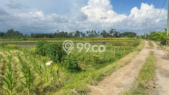 Tanah Dijual di Tabanan Seluas 550m2 Strategis Tanah Dijual di Tabanan Seluas 550m2 Strategis